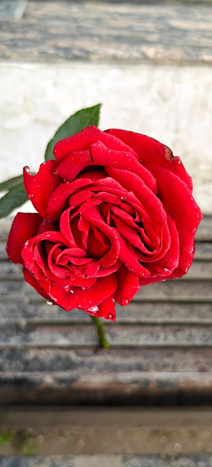 Luna Enterprises Single Red Live Rose for Love-image-5