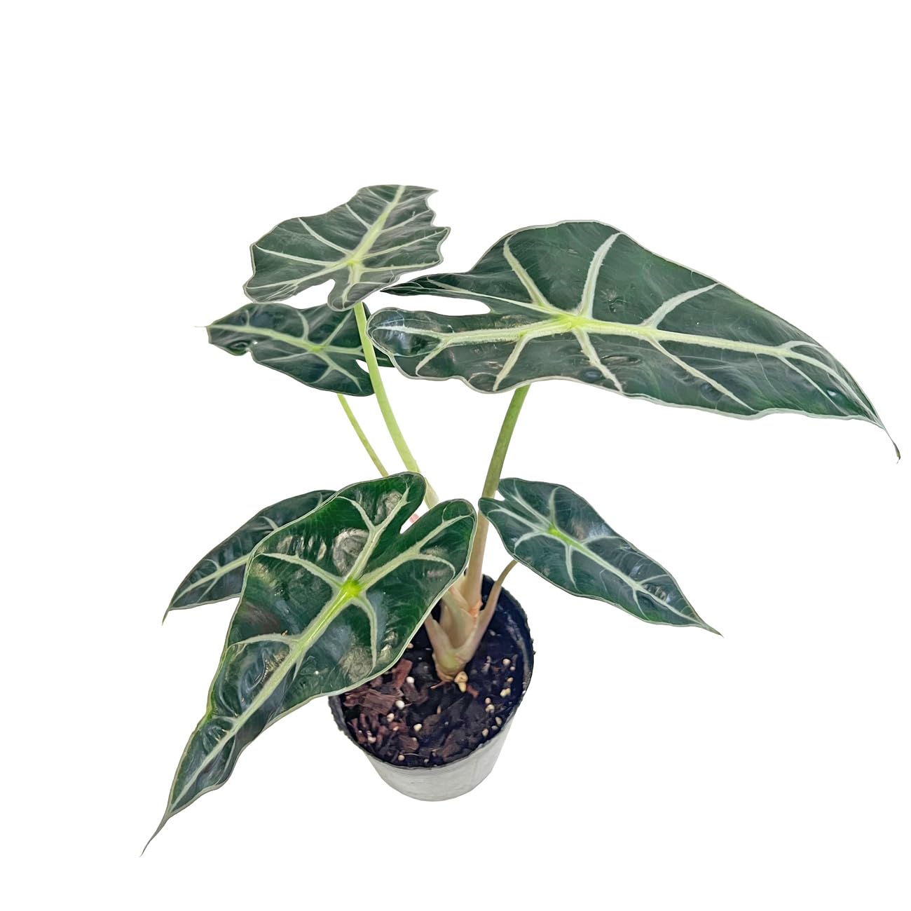 Amazon｜アロカシア アマゾニカ ポリー 4号 黒ポット サトイモ科