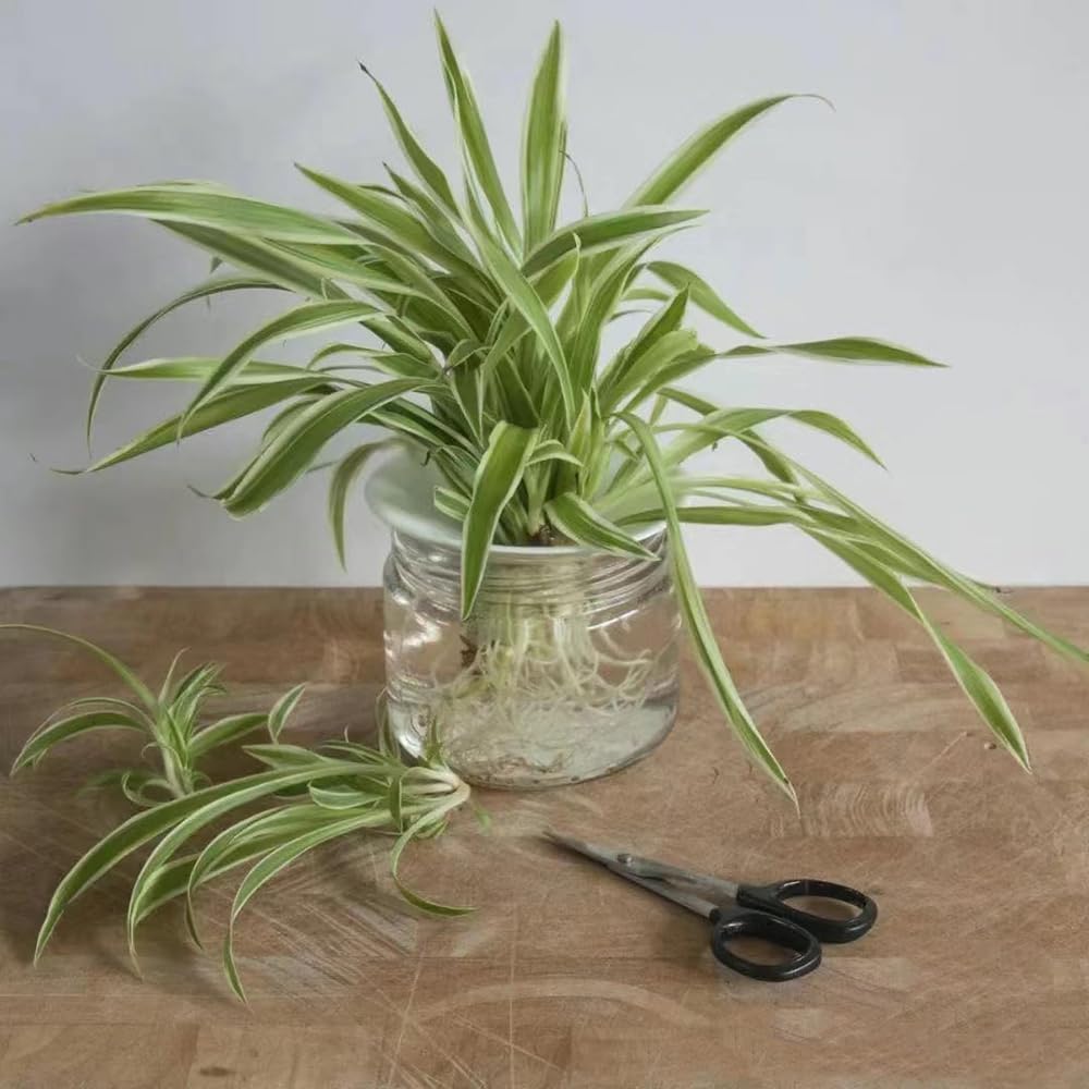 100 Pcs Grnlilie Samen, Grnlilien Herbst Dekoration, Winterharte Pflanzen  Fr Garten (Chlorophytum Comosum) Kletterpflanzen Winterhart, Pflanzen  Hngend, Seltene Pflanzen Geschenke : Amazon.de: Garten