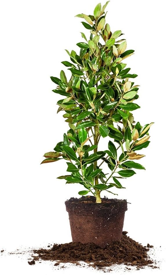 Little GEM Magnolia - Size: 2-3 ft, Live Plant, Includes Special Blend Fertilizer & Planting Guide