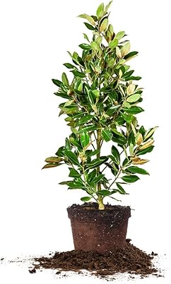 Perfect Plants 2-3 FT Little Gem Magnolia Tree, 2-3 FT, White