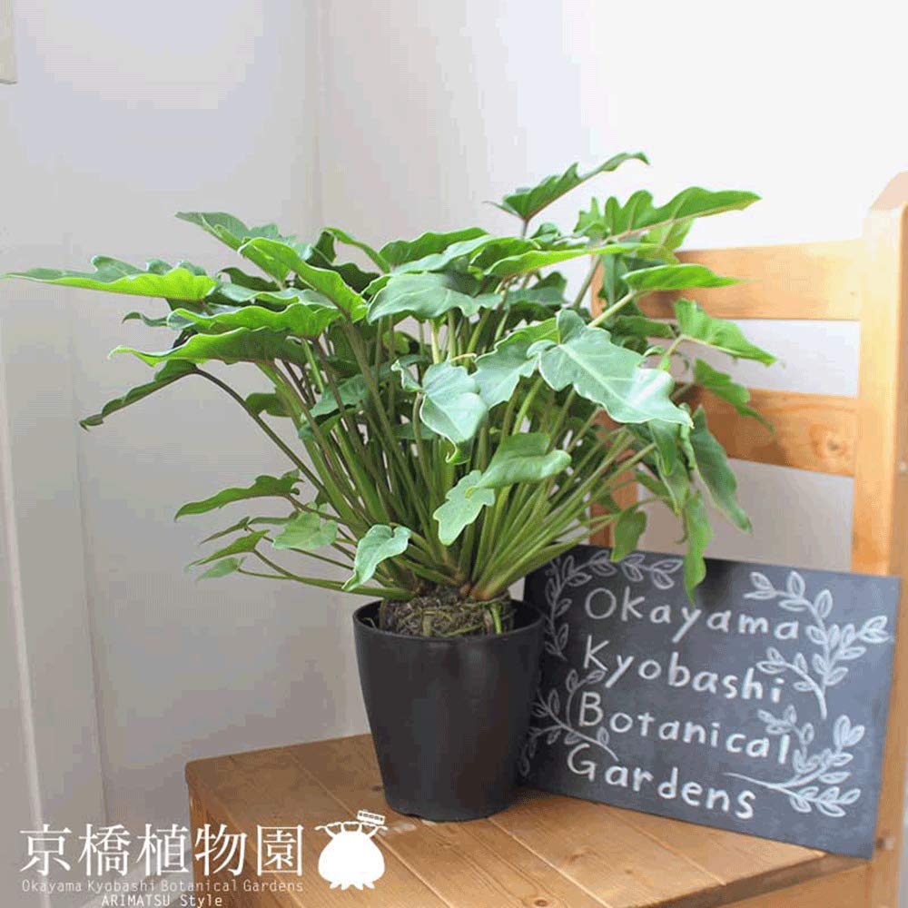 Amazon｜クッカバラ 5号｜観葉植物 オンライン通販