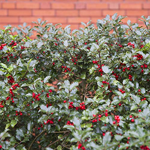 Holly Hedging Hardy Garden Plants, Evergreen, Easy to Grow, Winter Berries, Year Round Screening, 1 x Holly (Ilex) Hedging Plants in 9cm Pots (1)