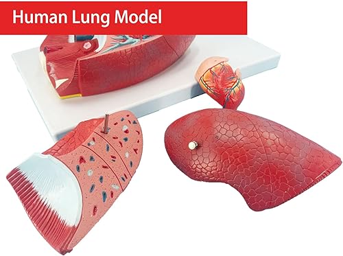 Miniatura 4 de Veipho Modelo de pulmón humano, modelo de sistema respiratorio con 51 signos de indicación de partes, 7 piezas extraíbles, modelo pulmonar de tamaño
