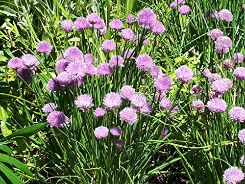 CORNWALL PLANTS Chives (Allium) Edible herb/Salad Crop with Attractive Flowers which are Loved by Bees. Fresh Seeds
