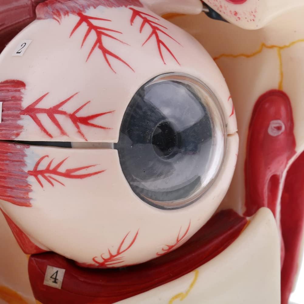 Modelo de ojo anatómico de aumento 3X para educación científica, soporte desmontable para aprendizaje y estudio interactivos