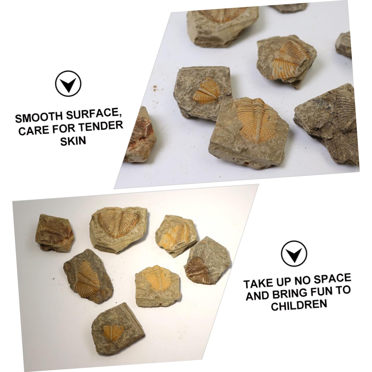 JEWEDECO Boys and Girls's Trilobite Rock Decor 2pcs Educational Specimens Safe Plaything Desktop Ornament Unique for Paleontology Lovers