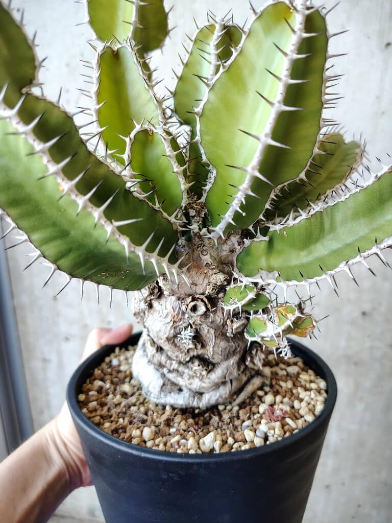 自家採取】 Euphorbia mlanjeana ユーフォルビア ムランジーナ 5粒 