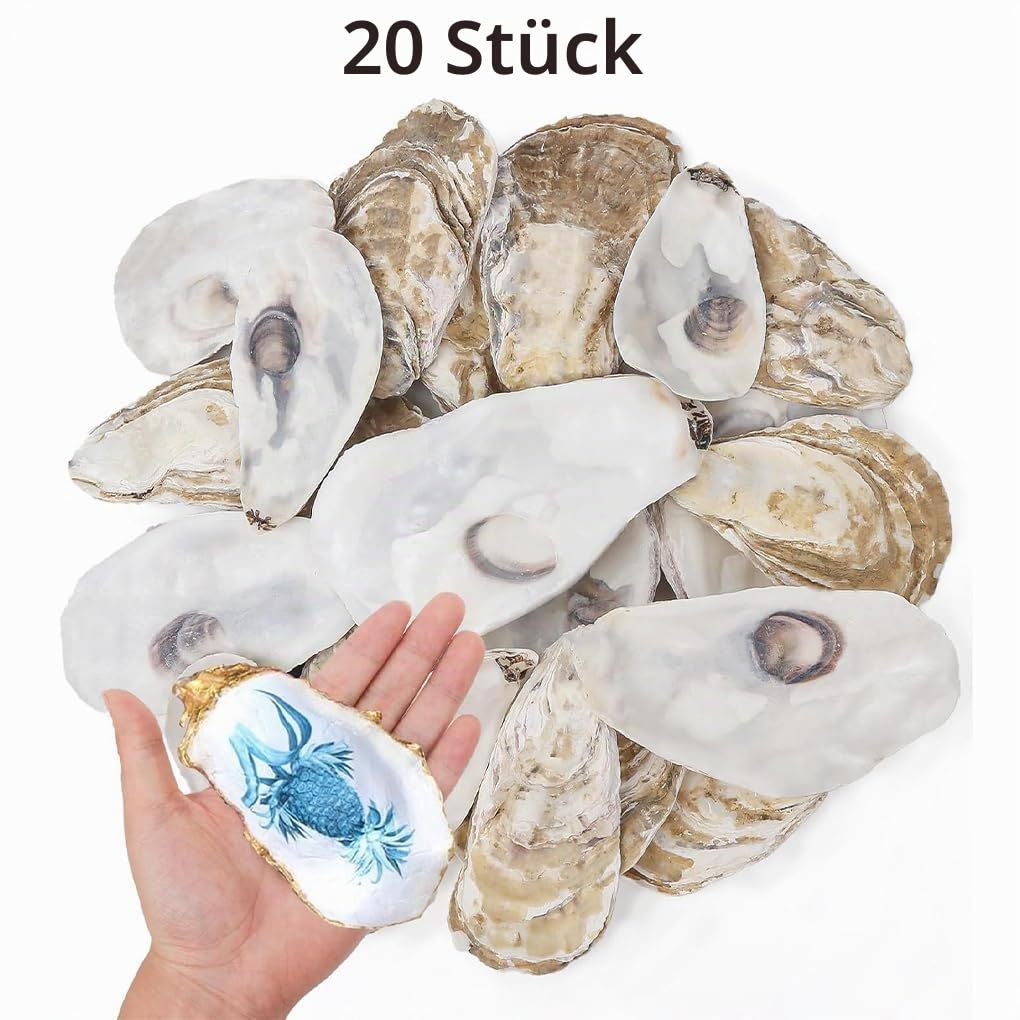 20 Packungen große Austernschalen zum Basteln liefern natürliche Wachstumsmuster mit Harter Textur für DIY Heimdekoration. 20 Stück Flache Austern