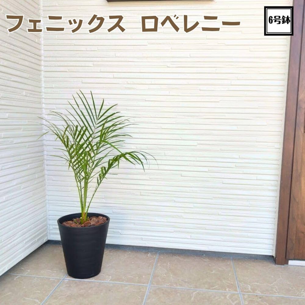 フェニックスロベレニー　ヤシ　ロベヤシ　ヤシの木 楽天市場】フェニックスロベレニー ヤシの木 10号Mサイズ