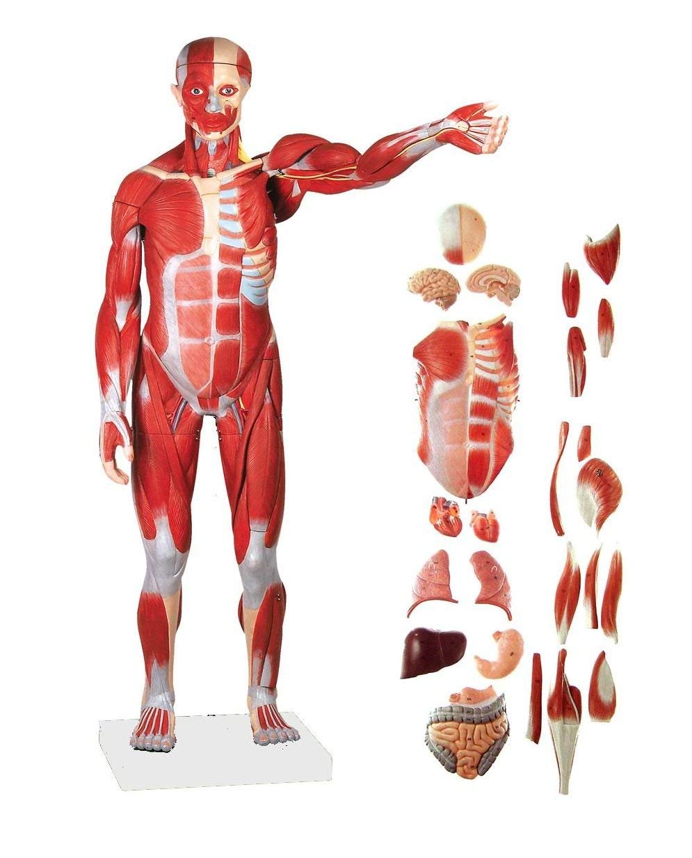 GTHTUHFD Anatomy Model, Teaching Model Human Muscle Model 27 Parts 1/2 Life Size Complete Digital Of Human Muscles And Organs Skeleton Model
