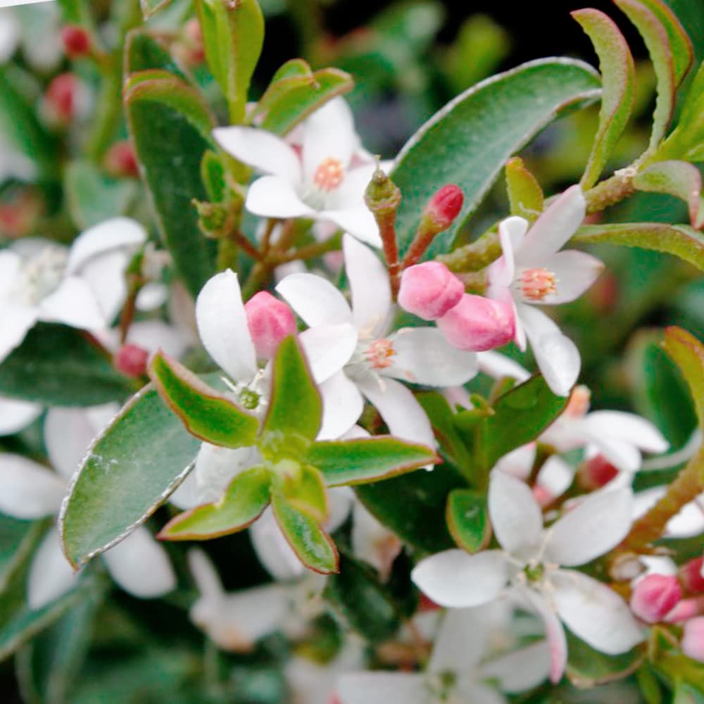 エリオステモン　挿し木苗 Amazon.co.jp: エリオステモン 3.5号ポット 1個売り【品種で