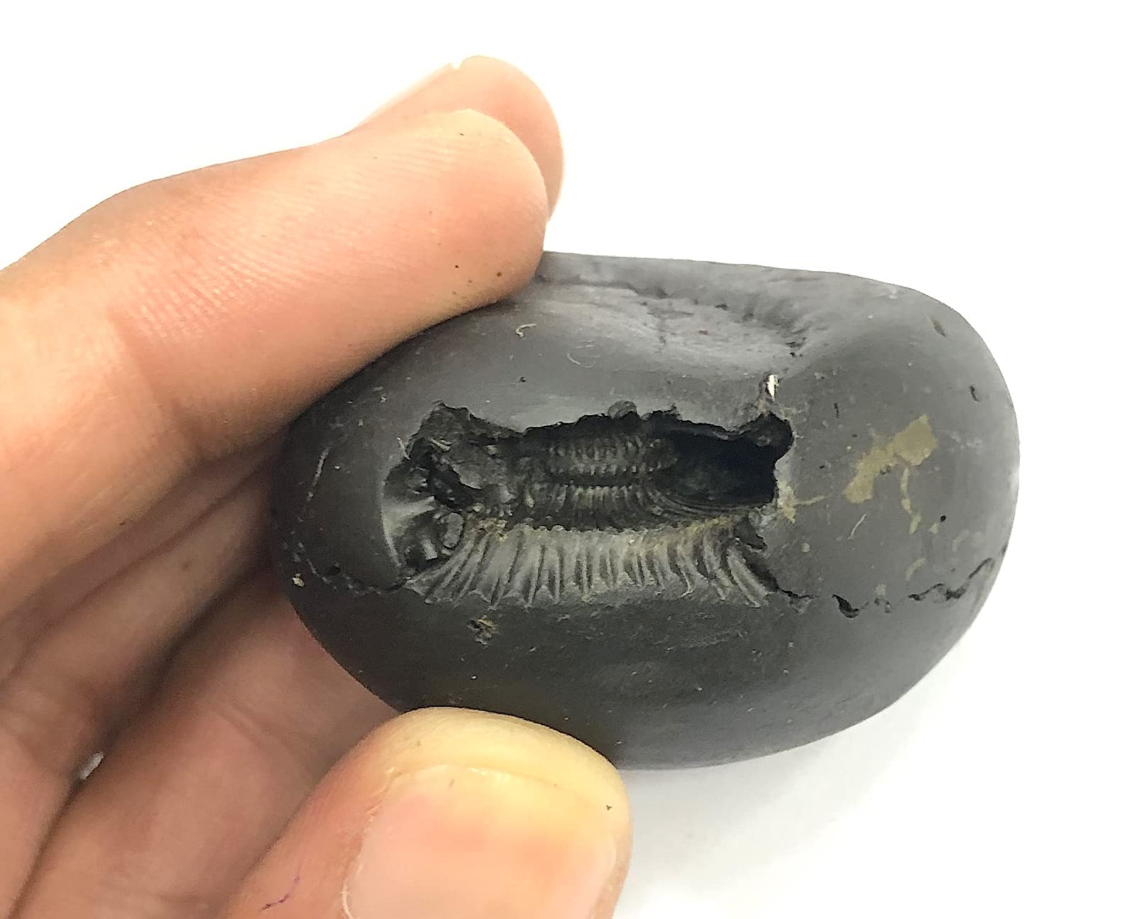 RUDRADIVINE Shaligram Stone Lakshmi-Narsimha | Nepal Gandaki River Chakra Saligram 4 inch laxmi Vishnu shaligram