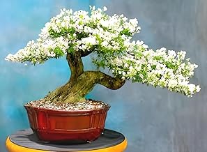 REMASLARIC-Beautiful Vietnamese Bonsai White Bluebell Flower plant Tree || For Home Garden Flower Plant.