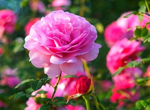 Miniatura 5 de 100 semillas de rosas naranjas de primera calidad, trepadoras grandes y perennes tradicionales sin OMG para interiores y exteriores