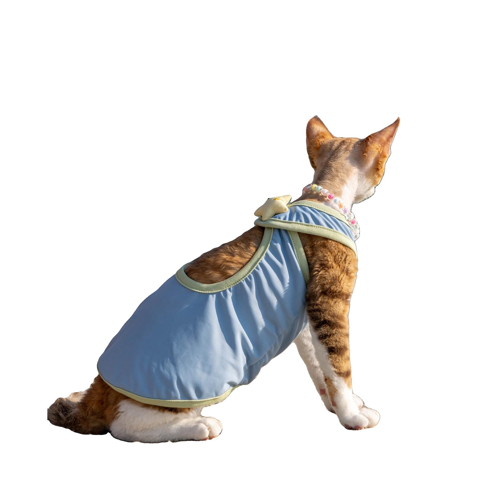 La robe en maille pour chat Sphynx idéale pour les après-midis ensoleillés