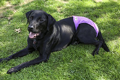 washable dog diapers