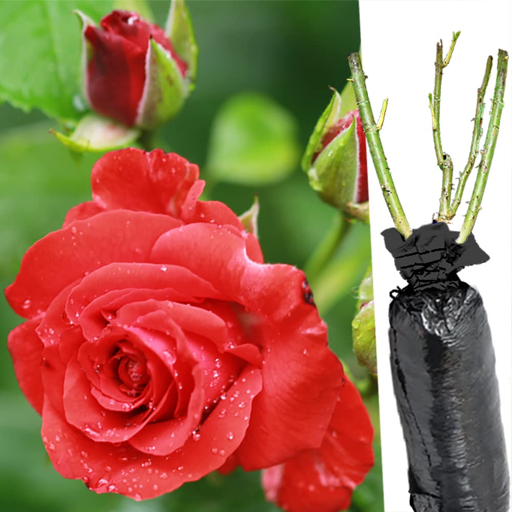 1 Fragrant Rosa Nina Weibull Pastel Red Climbing English Rose Bare Rooted Bush Plant -Brighten Garden Outdoor Landscape Shrub Border Walkway Hedge