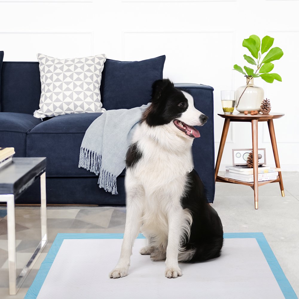 JNONI Dog and Puppy Training Pads, Disposable Dog Pee Pads, Ultra Absorbent Leak-Proof Pet Underpads,Dry Quickly Pee Pad for Dogs Cats Rabbits|Other House Training Pets -Pack of 20 PC 3