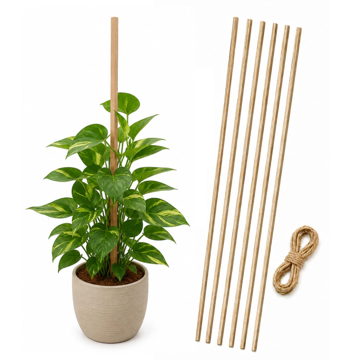 Casa De Amor 6 Pcs Natural Teak Wooden Support Sticks for Plant Stem Support, Garden Stakes, Climbing Support for Plants, Creepers, Climbers, Tomatoes, Indoor & Outdoor Gardening, 3 Feet Long-image-40