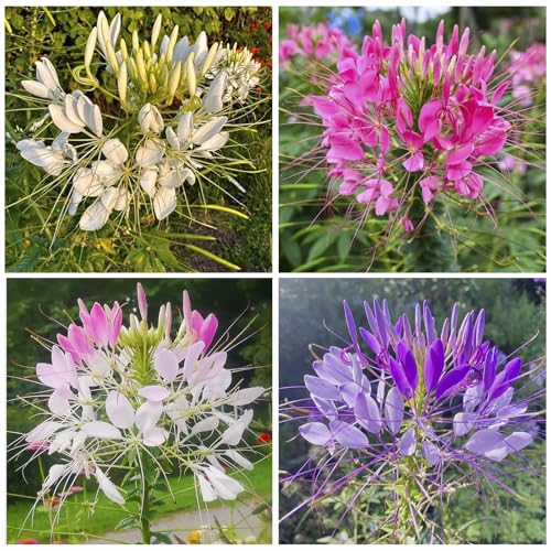 5200+ Spider Flower Cleome Mix for Outdoor Garden Planting to Attract Pollinators-Beautiful Annual Cut Flower Seed