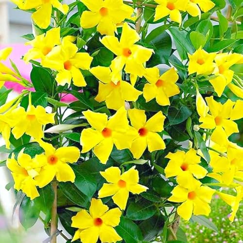 Yellow Mandevilla Live Plants Vine, Set 2 Plants, Live Mandevilla Flower Plants Gardening Indoor Planting Outdoor