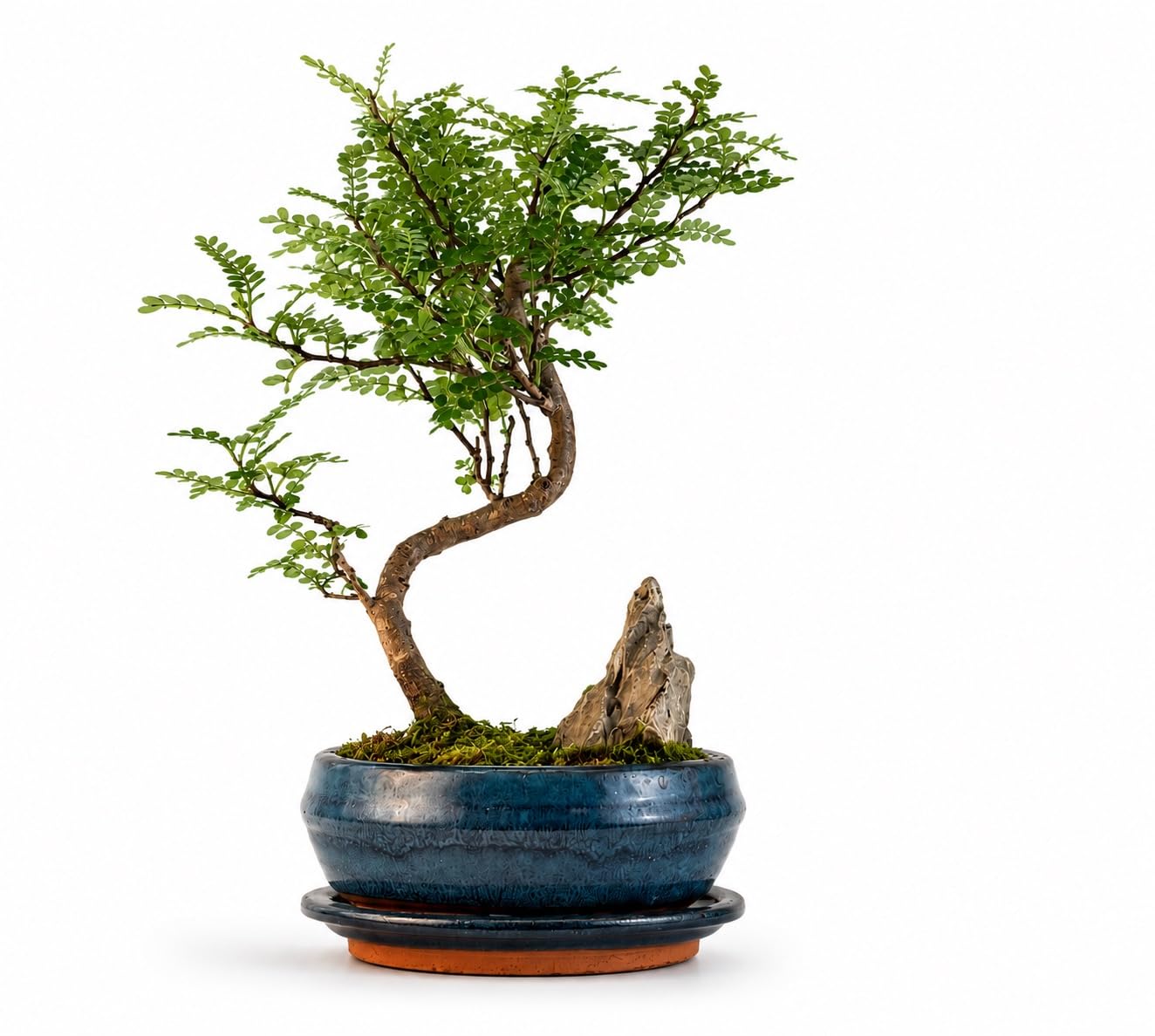 Pfefferbaum Bonsai Anfänger Set – Zanthoxylum piperitum 25–30 cm Höhe im 16 cm Topf mit Untersetzer, 250 ml Pokon Dünger & Bonsaischere