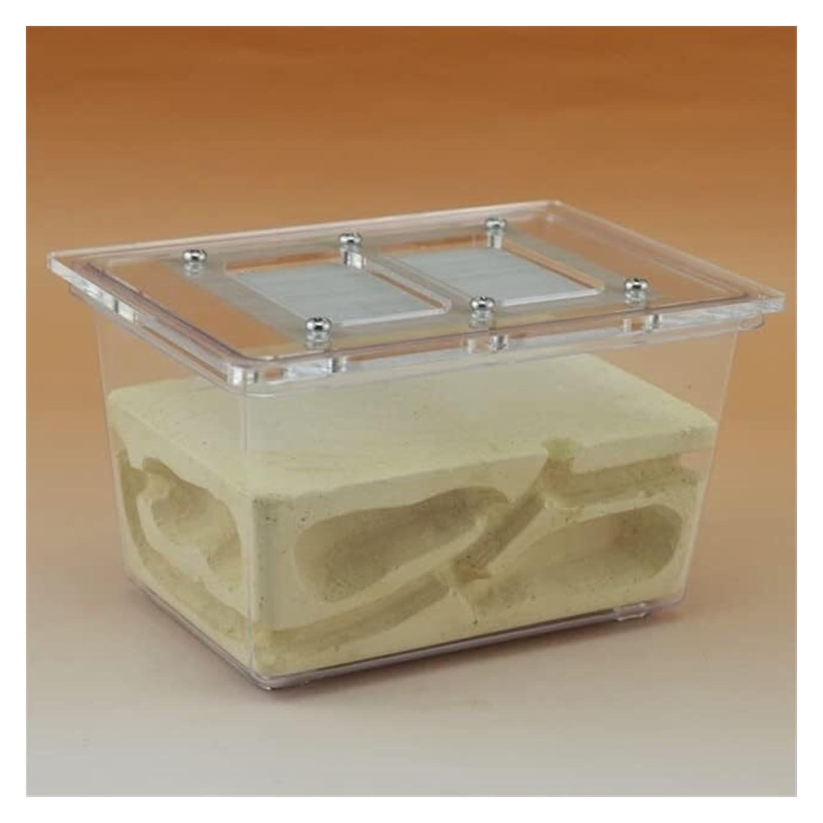 Formicario Ant Castle Research Ecosystem Farm Piccolo Formicaio Tetraedrico 5,1x3,5x3,1 Pollici Nest Habitat Nido Terrario