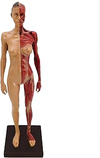 Human Muscular Figure Mini Muscular Anatomy Model with Base and Clear Muscle Texture, Human Musculature Anatomy Model for Painting and Sculpture and Medical Reference Character Design