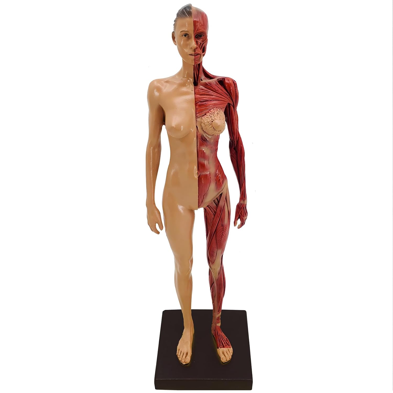 Human Muscular Anatomy Model - Mini Musculature Figure with Base & Clear Muscle Texture for Painting, Sculpture, Medical Reference & Character Design(Female)
