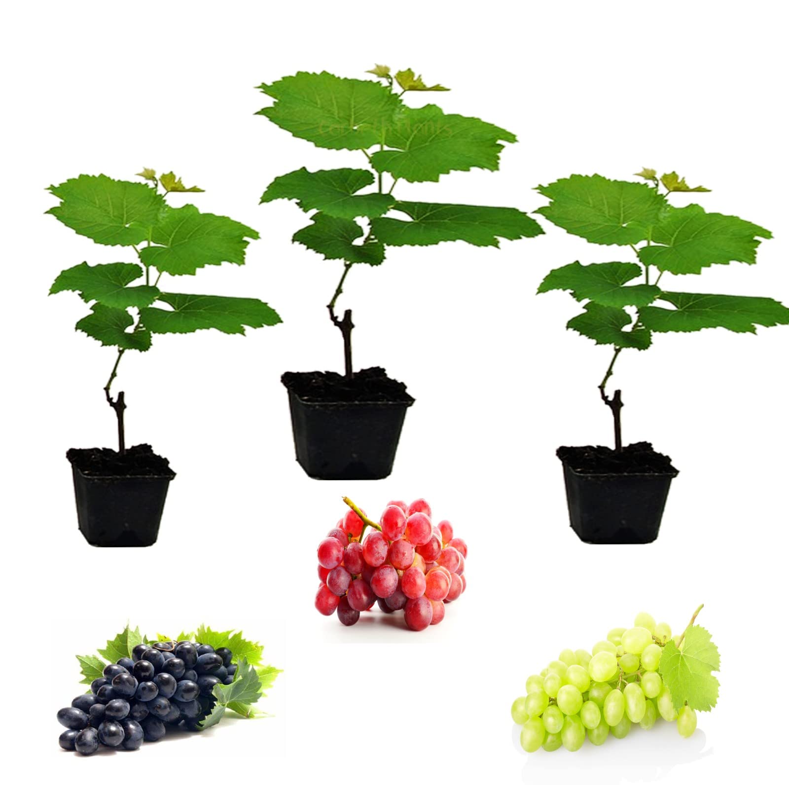 Vitis Grape Mix - 3 x Mix Collection Inc Grapes Like Bianca, Red Suffolk and Boskoop - Grape Vine for Planting in The Garden in The UK (Regular Packaging)