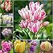 ASTONISH: Tulip Seed: 100Pcs Rare Rainbow Tulip Bulbos de flores Semillas Perennes...