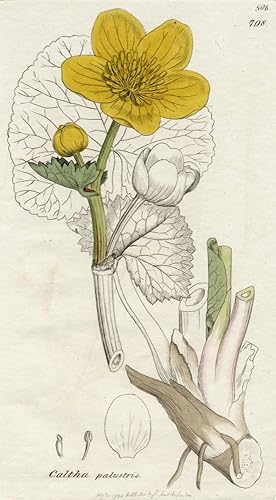 Posterazzi Caltha Palustris-Marsh Marigold 1798 James Sowerby (1757-1822) Póster de artista botánico británico impreso por by Published C.1790-1810,