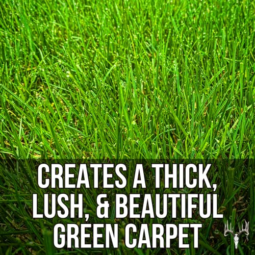 Crooked Bend Blue Eagle Kentucky Bluegrass Seed, 25Lb Bulk Bag, Uncoated & No Fill, Grow Beautiful & Best Yards, Thicken Lawns & Turf Fields, Growing Dark Green Organic Grass Carpet, Cold Tolerant #TOP3