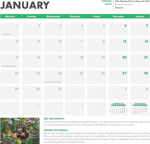 Miniatura 4 de SLOTHS 2024 Wall Calendar | Benefits Sloth Conservation | Sloth Facts | Baby Sloths | 12 x 12 Inch Monthly Wall Calendar