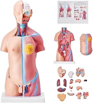 Human Torso Anatomical Model, Intersex Human Body Anatomical Model with Detachable Organs(45cm)