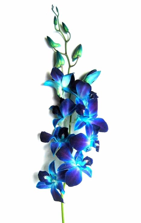 Just Orchids Fresh Blue Dendrobium Orchids