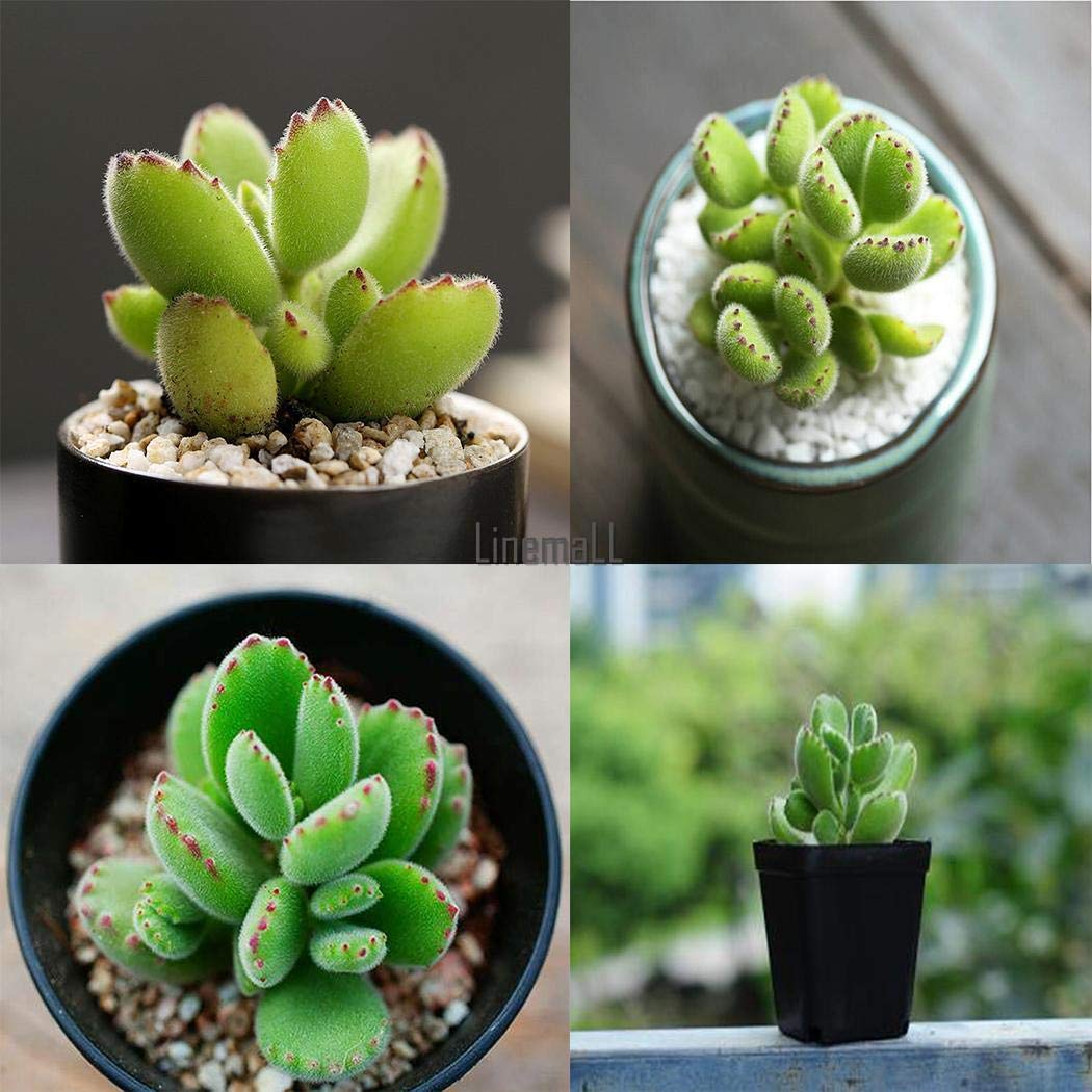 Portal Cool 20 Stck Brentatze Sukkulenten Kaktus Cotyledon Tomentosa  Samen Lm: Amazon.de: Garten