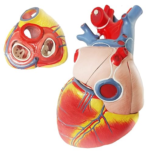 Miniatura 9 de Evotech Deluxe - Modelo de corazón humano con glándula timo y base de diaframa, 10 piezas, 1.5X tamaño real, modelo anatómico de corazón grande para
