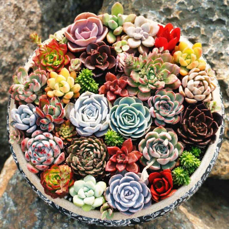 Mixed Echeveria Species Seeds - 50+ Seeds Pack (B0C5JXV86F) Amazon Price History, Amazon Price Tracker