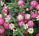 30+ Beautiful Colorful Lantana Camara Flower Seeds