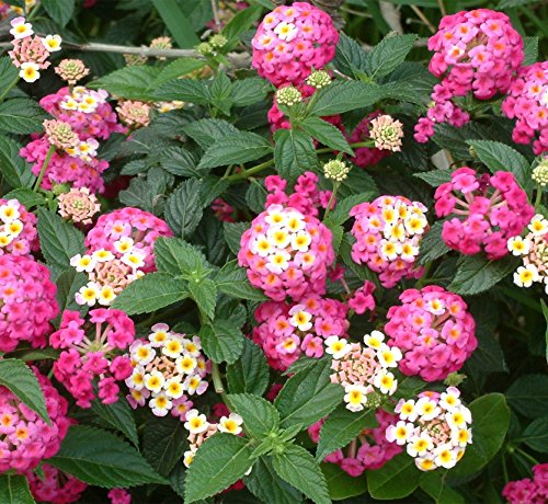 30+ Beautiful Colorful Lantana Camara Flower Seeds 30+ Beautiful Colorful Lantana Camara Flower Seeds
