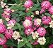 30+ Beautiful Colorful Lantana Camara Flower Seeds