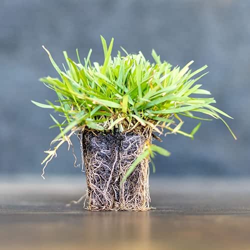 Zoysia Plugs - 50 Full & Lush Grass Plugs |