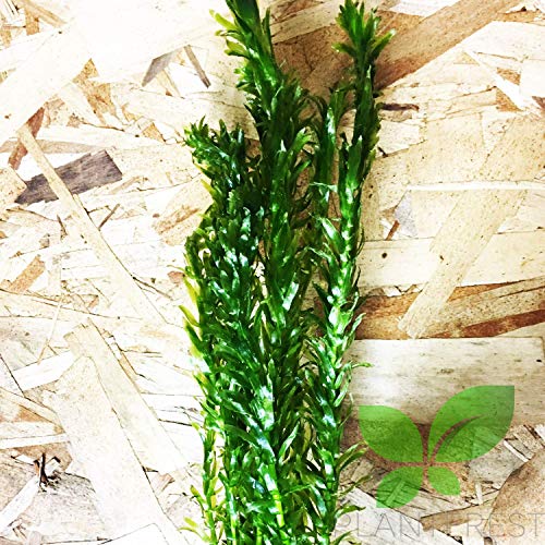 Planterest - Anacharis | Elodea Densa Imported From Grower Live Aquarium Plant Stems Decorations Buy2Get1Free #TOP2