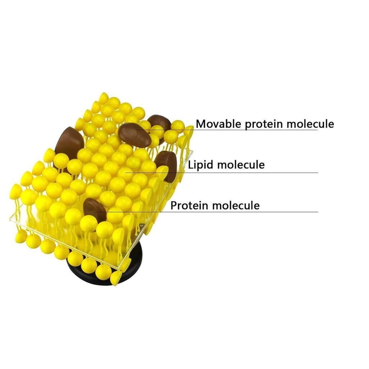 VERIMP Cell Membrane Flow Mosaic Model Study Resources Anatomy Model,Cell Membrane Structure Anatomy Model -Cell Flow Mosaic Component -for Biological Teaching Demonstration