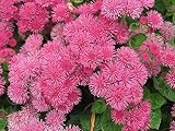 Floss Flower Seeds,ageratum houstonianum,Cloud Nine Pink-PEL,Early Variety.(1000 Seeds)