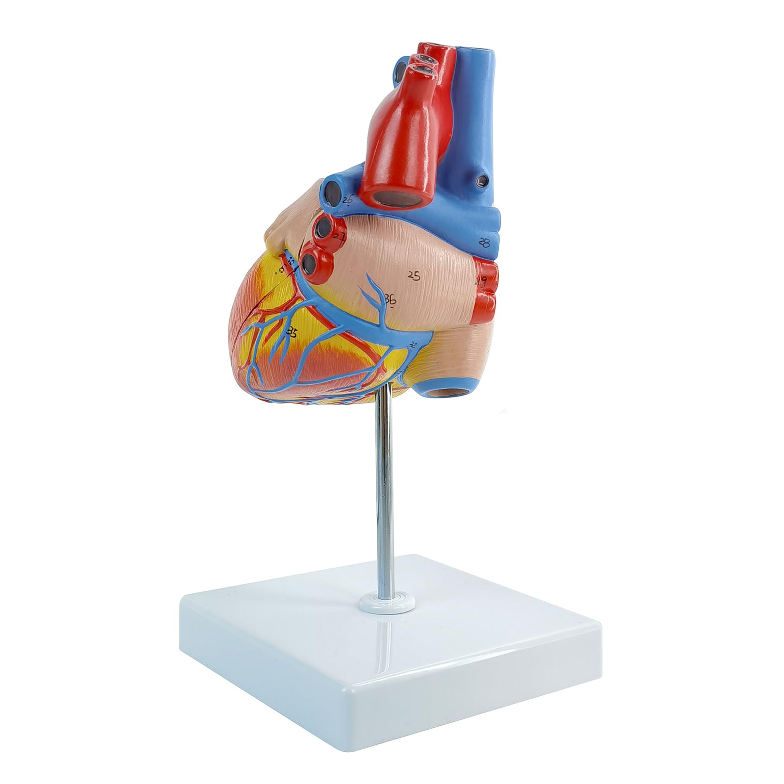 EVOTECH SCIENTIFIC Lebensgroßes menschliches Herzmodell, 1: 1-anatomisches Herzmodell auf Zwerchfell- und Perikardbasis