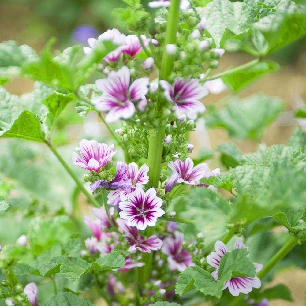150 piezas hermosas semillas Malva que florecen flores brillantes para plantar jardines al aire libre es la mejor opción para jardineros novatos Crear jardín belleza natural