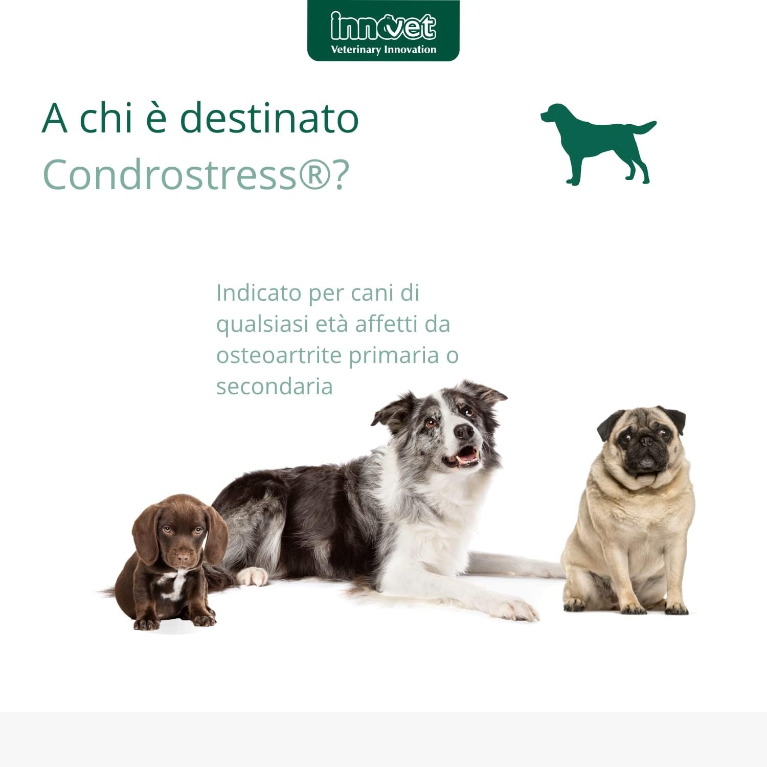 Condrostress +60Cpr Mastic